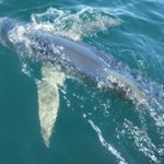 A shark swims to the surface