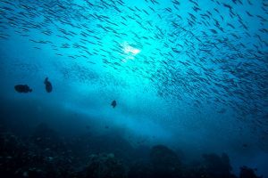 Saltwater Fishing When Is the Best Time to Go Saltwater Fishing?