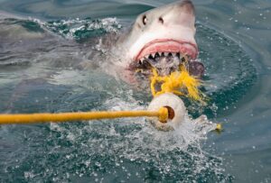 A shark is reeled in from the water